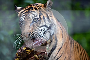 Closeup shot of a tiger eating a piece of mea