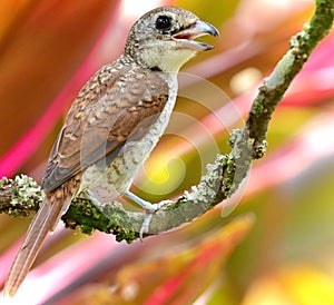 Closeup shot of a tiger shrike on the branch of a tree