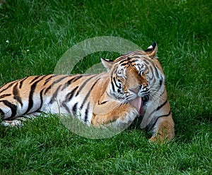 Closeup shot of a tiger in the ZSL Whipsnade Zoo in England photo