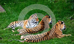 Closeup shot of tigers in the ZSL Whipsnade Zoo in England photo