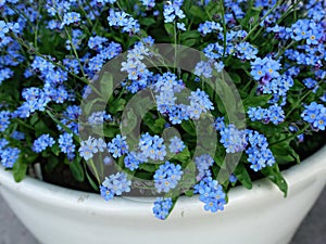 Closeup shot of Tiny blue forget-me-not flowers in the pot