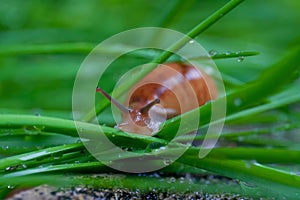 Closeup shot of a tiny brown snail in the grass