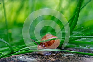 Closeup shot of a tiny brown snail in the grass