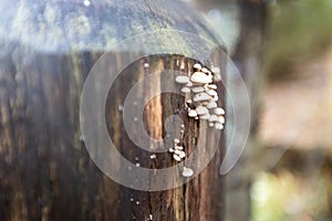 Closeup shot of tiny conks on a tree bark in the New Forest, near Brockenhurst, UK