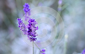 Closeup shot on tiny delicate blue flowers of English Lavender