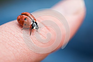 Closeup shot of a tiny ladybug on a person's finger with a blurred background