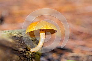 Closeup shot of a tiny mushroom growing on a wood piece in a pine forest, Cape Town, South Africa