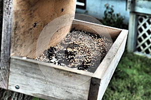 Closeup shot of tiny plant seeds and sunflower seed in a wooden box during daytime