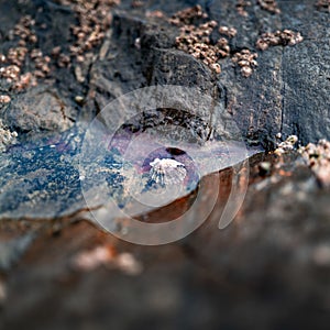 Closeup shot of a tiny rockpool surrounded by dark rocks