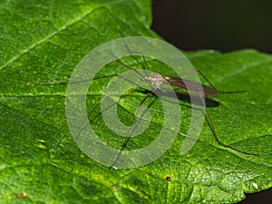 Closeup shot of a Tipuloidea perched on a green leaf photo