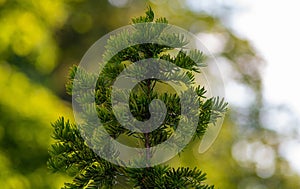 Closeup shot of a top of fir tree on background of blurred treas