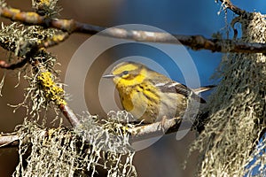 Closeup shot of a Townsend's warbler (Setophaga townsendi)