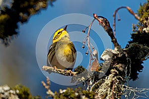 Closeup shot of a Townsend's warbler (Setophaga townsendi)