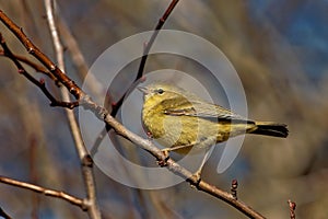 Closeup shot of a Townsend's warbler (Setophaga townsendi)