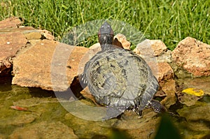 Closeup shot of tracheitis scripta elegans