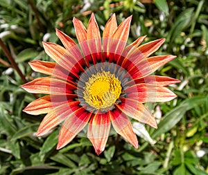 Closeup shot of a trasure flower blossoming in the garden