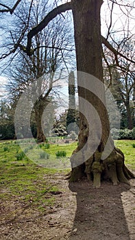 Closeup shot of a tree in a park with disfigured base photo