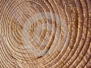 Closeup shot of tree-rings