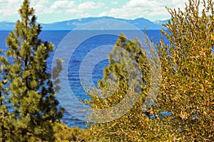 Closeup shot of trees with green leaves with a beautiful lake and mountains in the background