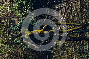 Closeup shot of trees and greenery in Maksimir park in Zagreb Croatia during springtime