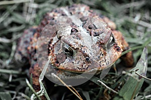 Closeup shot of a true toad (Bufonidae) on the grass