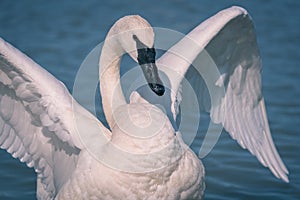 Closeup shot of trumpeter swan with wide-open wings swimming on a lake
