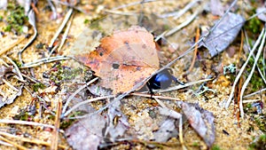 Closeup shot of a Trypocopris vernalis walking on a ground