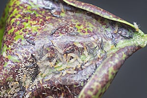 Closeup shot of the tube-tailed thrips insect.