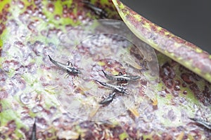 Closeup shot of the tube-tailed thrips insect.