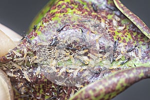 Closeup shot of the tube-tailed thrips insect.