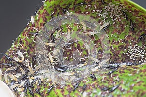 Closeup shot of the tube-tailed thrips insect.