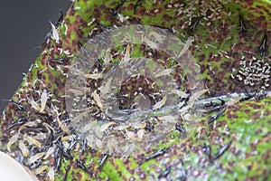 Closeup shot of the tube-tailed thrips insect.