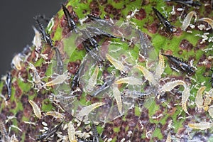 Closeup shot of the tube-tailed thrips insect.