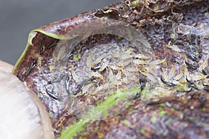 Closeup shot of the tube-tailed thrips insect.