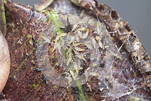 Closeup shot of the tube-tailed thrips insect.