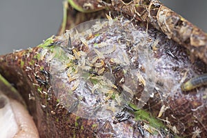 Closeup shot of the tube-tailed thrips insect.