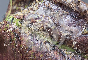 Closeup shot of the tube-tailed thrips insect.