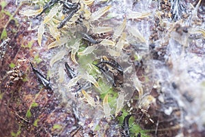 Closeup shot of the tube-tailed thrips insect.