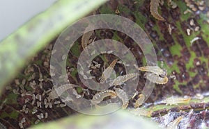 Closeup shot of the tube-tailed thrips insect.