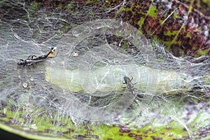 Closeup shot of the tube-tailed thrips insect.