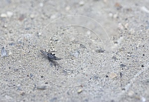 Closeup shot of the tube-tailed thrips insect.