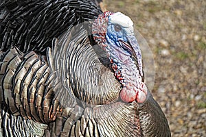 Closeup shot of a turkey`s head and chest.