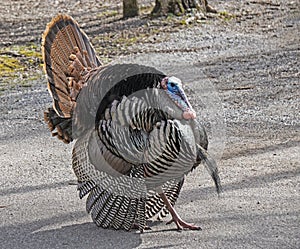 Closeup shot of a turkey`s head and chest.