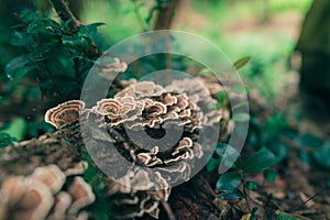 Closeup shot of turkey tail mushrooms, a type of polypore mushroom, growing on a fallen tree