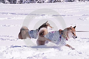 Closeup shot of two adorable Shiba Inu dogs in the park on a sunny winter day