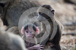 Closeup shot of two baby baboon monkeys with a blurred background