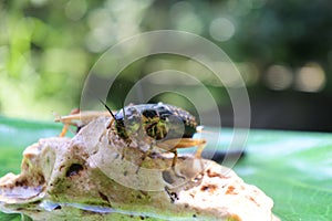 Closeup shot of two black cockroaches on a small rock with a blurred background