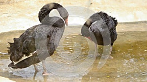 Closeup shot of two black swans with red beaks standing in the water near the land