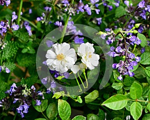 Closeup shot of two blooming snowbelt roses surrounded by lush foliage