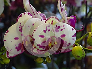 Closeup shot of two blooming white orchids with dark pink spots